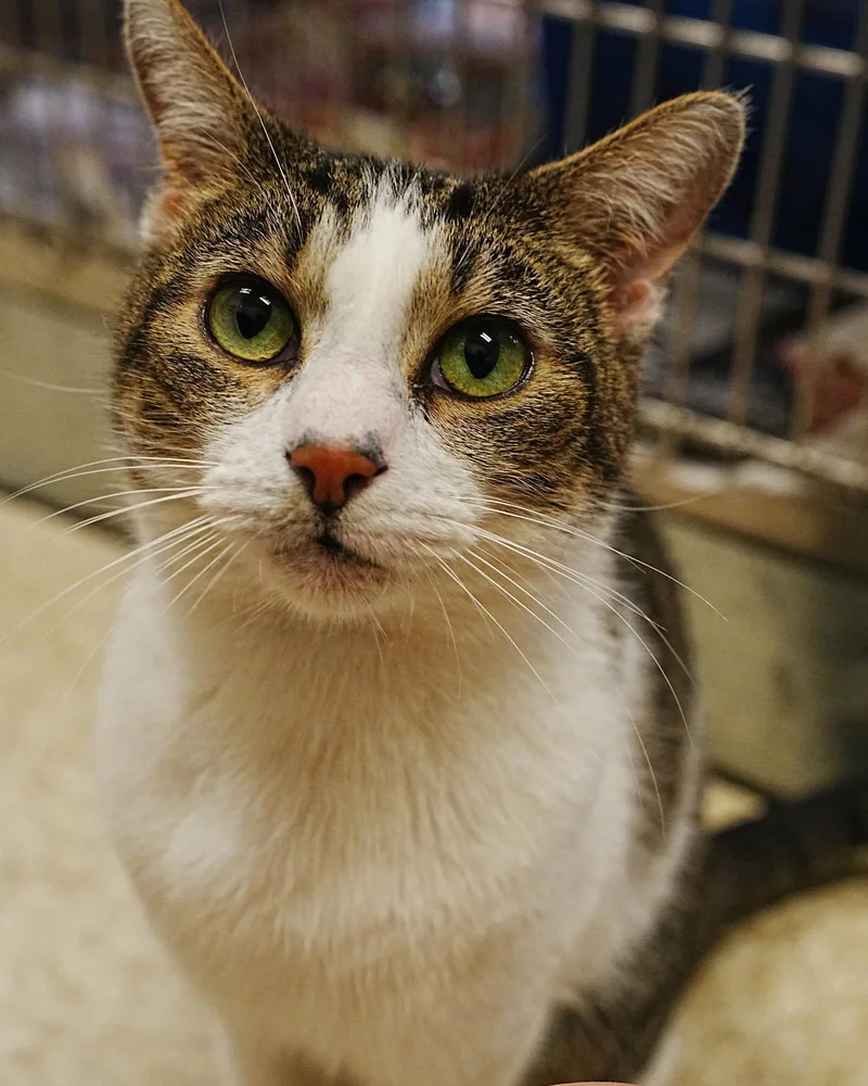 A young medium-sized male Domestic Short Hair cat named Kato for adoption in Herndon, VA