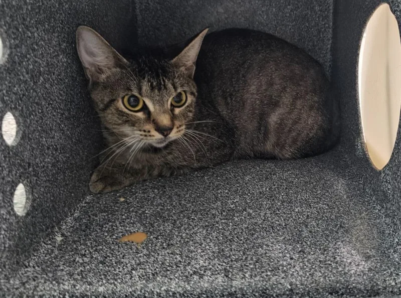 A young small-sized female Domestic Short Hair cat named Blanche for adoption in Athens, TN