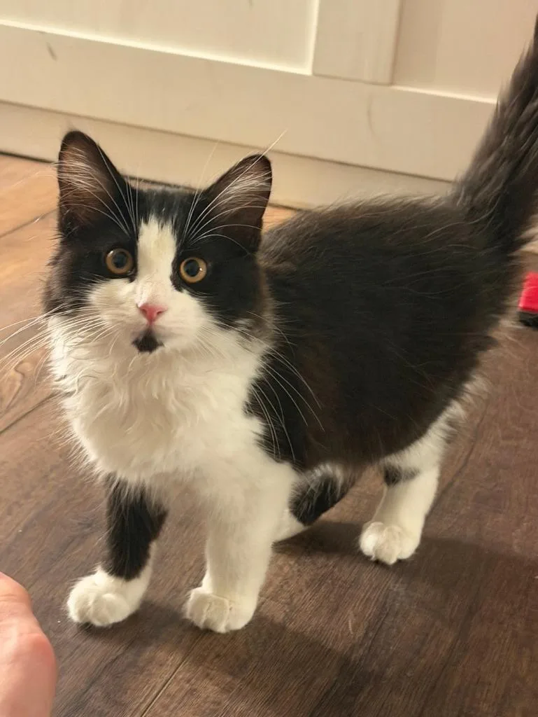 A baby small-sized female Domestic Long Hair cat named Saber for adoption in San Jacinto, CA