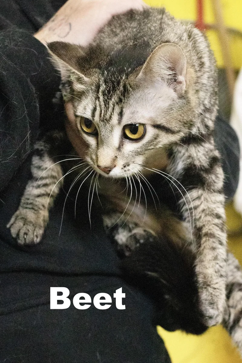 A young medium-sized male Tabby cat named Beet for adoption in Macomb, IL