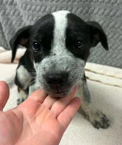 An adult large-sized male Mixed Breed dog named Campfire for adoption in Lampasas, TX