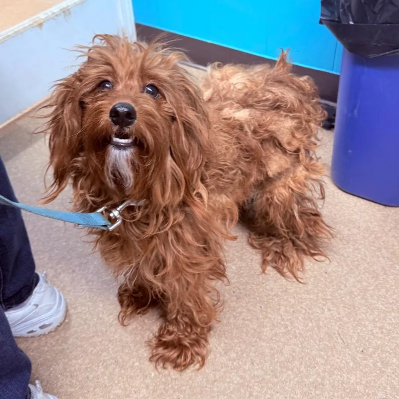 A young small-sized male Cavalier King Charles Spaniel dog named Charlie for adoption in Utica, MI