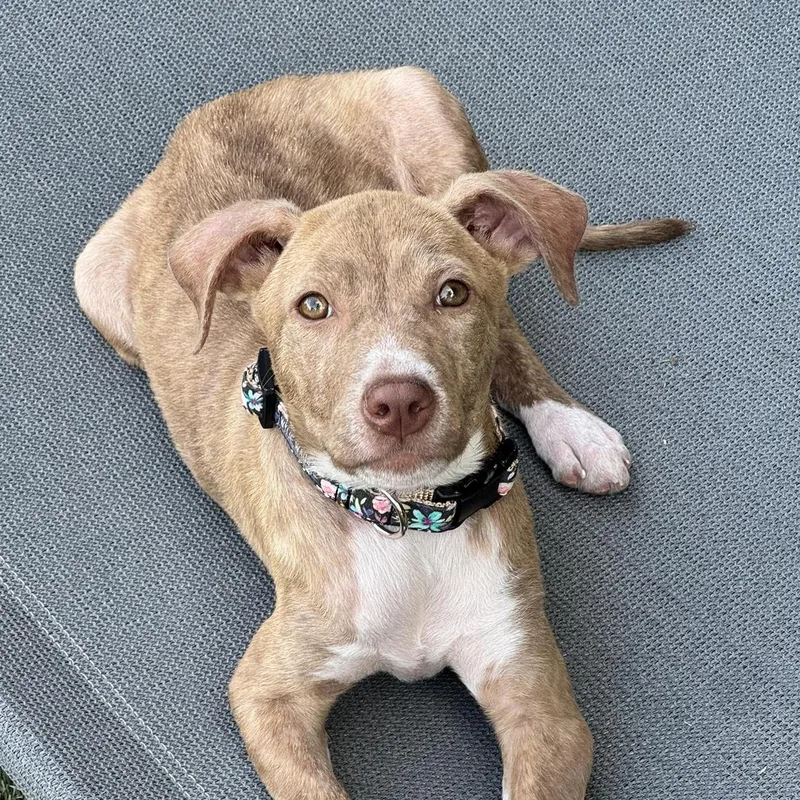A baby medium-sized female Red / Chestnut / Orange Pit Bull Terrier dog named Posey for adoption in Bryan, TX