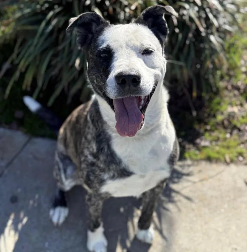 A young medium-sized male Gray / Blue / Silver Australian Shepherd dog named Maui for adoption in East Flat Rock, NC