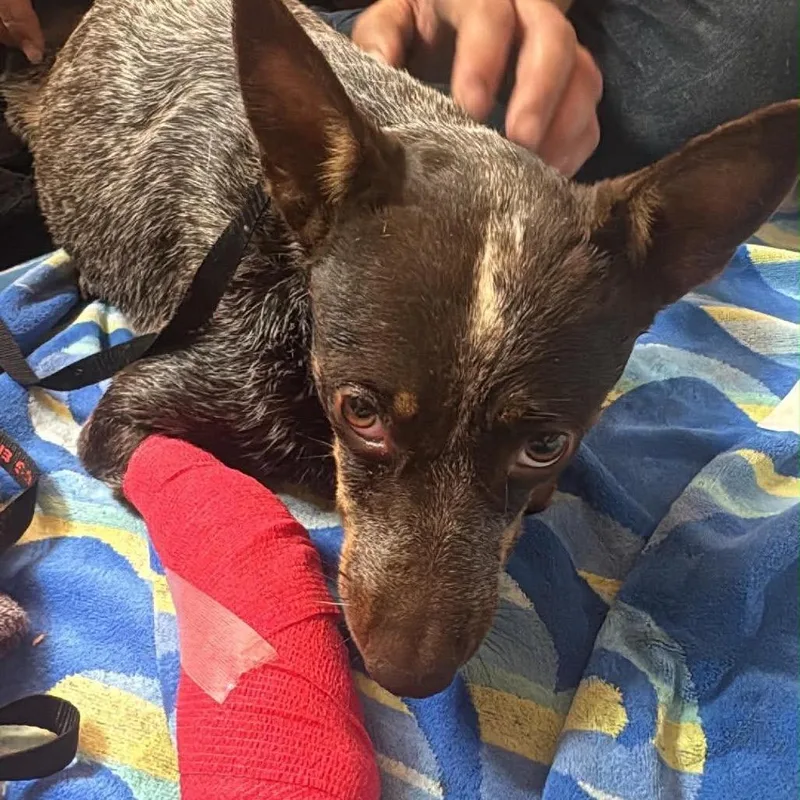 An adult medium-sized female Red / Chestnut / Orange Cattle Dog dog named Shelby for adoption in Phoenix, AZ