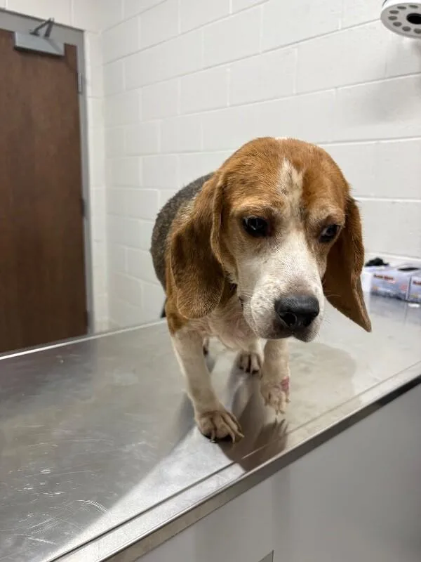 An adult medium-sized female Beagle dog named Pudge for adoption in Providence Forge, VA