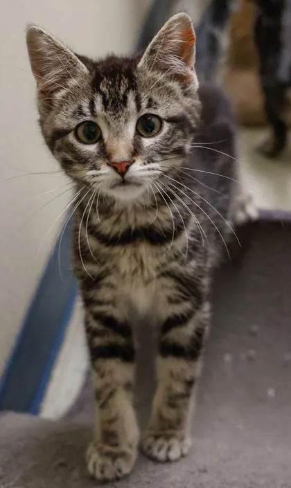 A baby small-sized female Domestic Short Hair cat named Buttercup for adoption in Verona, WI