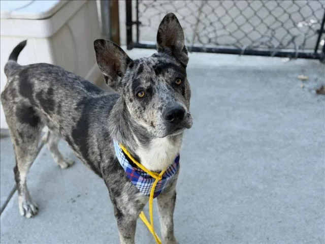 An adult large-sized male Catahoula Leopard Dog dog named Main for adoption in Tulsa, OK