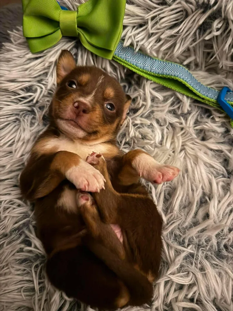 A baby medium-sized male Labrador Retriever dog named Ted for adoption in Berlin, NJ