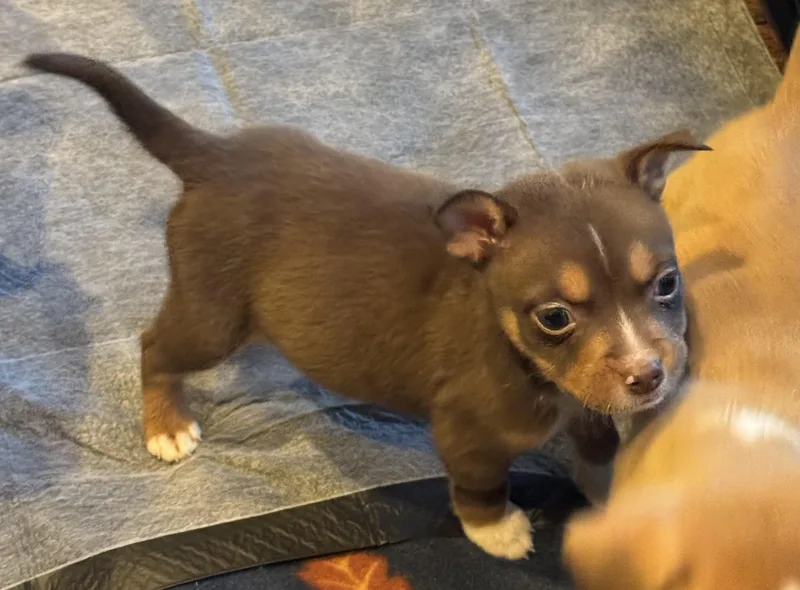 Ted thumbnail 2