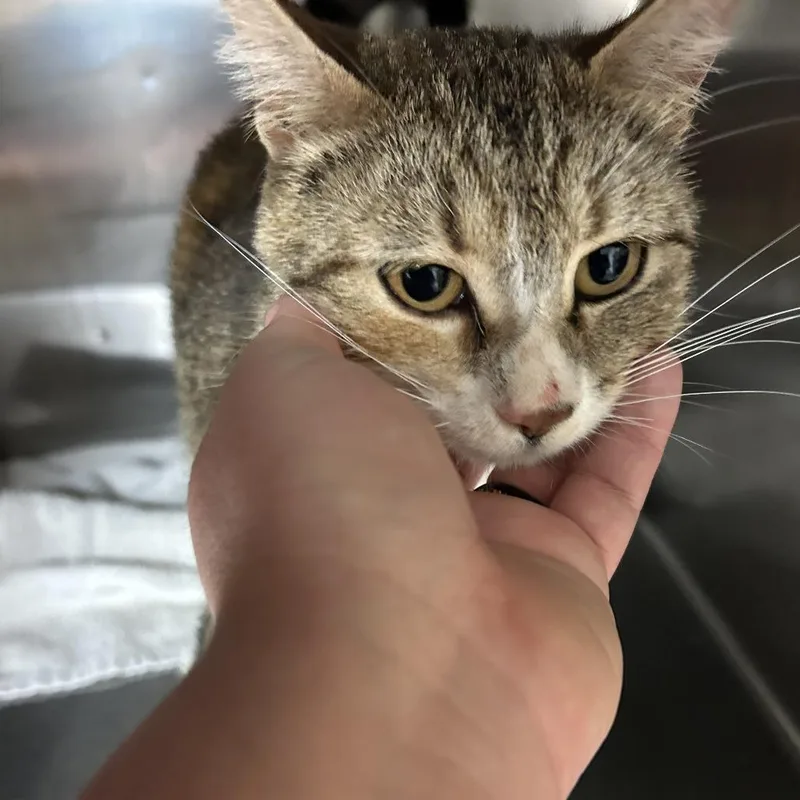 A young medium-sized female Torbie Domestic Short Hair cat named Goldie for adoption in Ottawa, KS