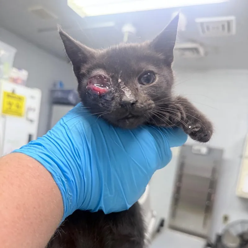 A baby small-sized male Black Domestic Medium Hair cat named Will for adoption in Summerville, SC