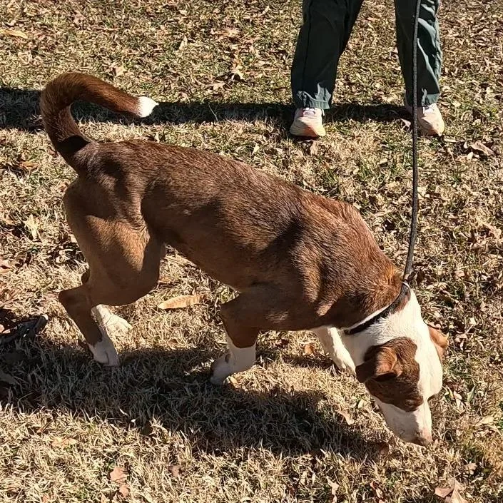 Charlie Chaplin thumbnail 2