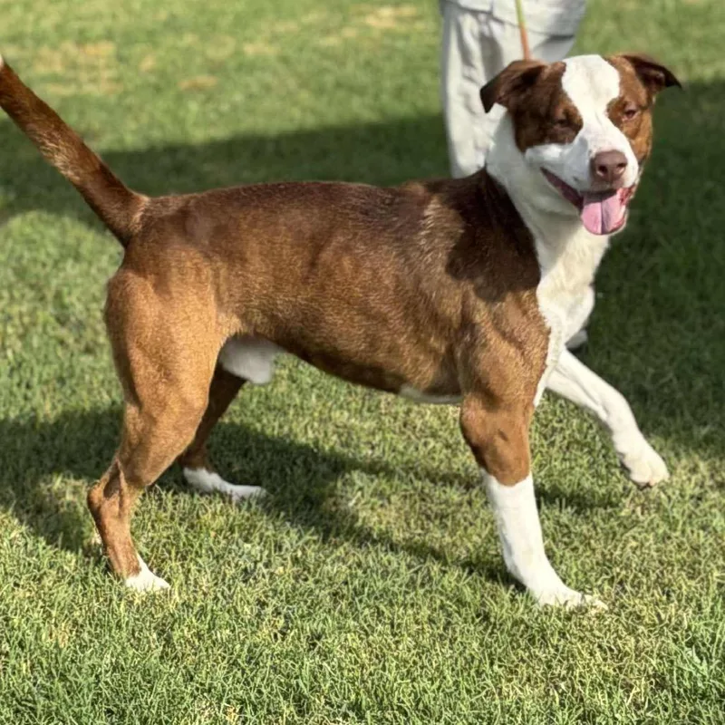 Charlie Chaplin thumbnail 3