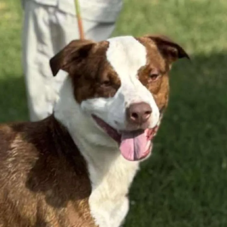 Charlie Chaplin thumbnail 4