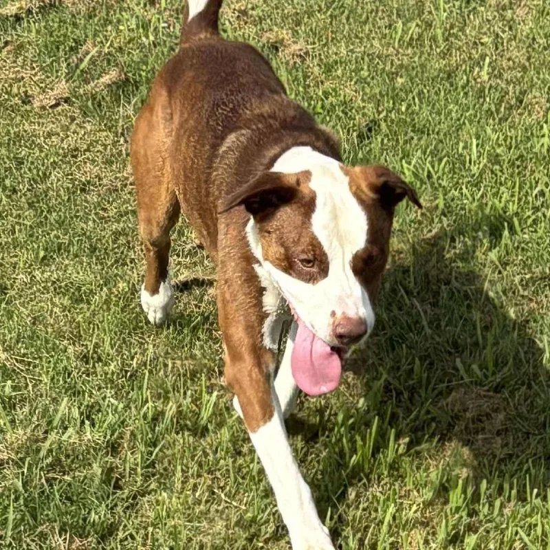 Charlie Chaplin thumbnail 5