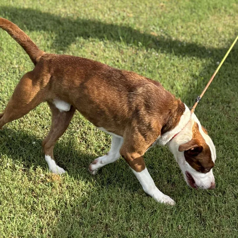 Charlie Chaplin thumbnail 6