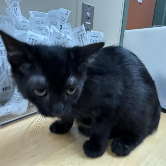A baby small-sized male Domestic Medium Hair cat named Masamune for adoption in Rancho Cucamonga, CA