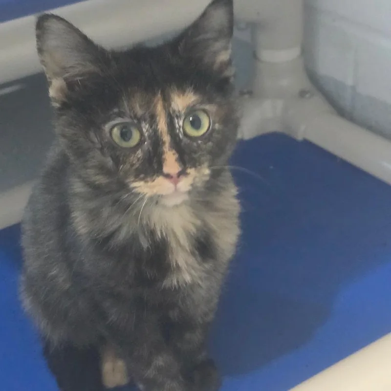 A baby small-sized female Tortoiseshell Domestic Short Hair cat named Cleo for adoption in Columbus, NC
