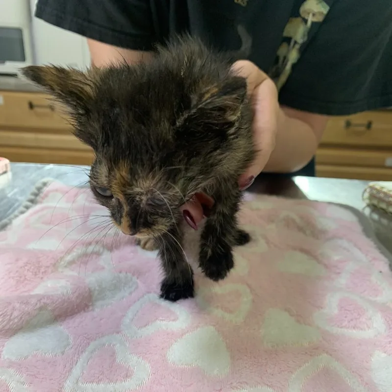 Cleo thumbnail 2