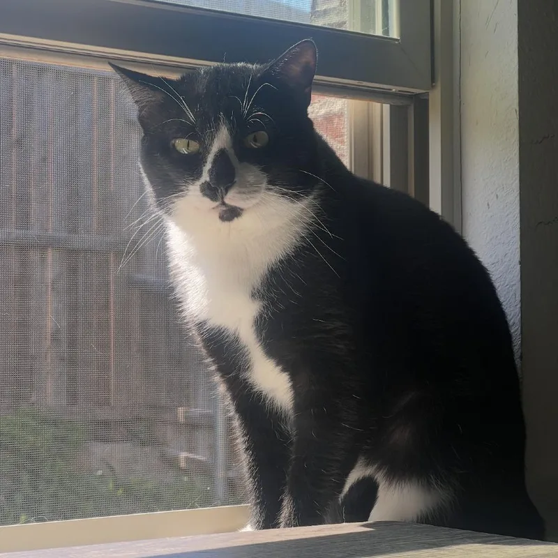 A young large-sized male Black Domestic Short Hair cat named Checker Board for adoption in Austin, TX