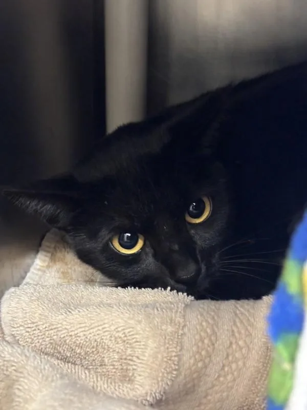 An adult small-sized female Domestic Short Hair cat named Andromeda for adoption in Santa Rosa, CA
