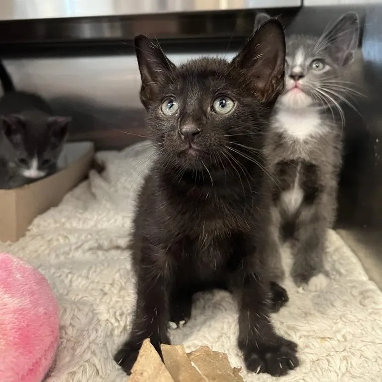 A baby small-sized male Domestic Short Hair cat named Clark for adoption in Los Angeles, CA