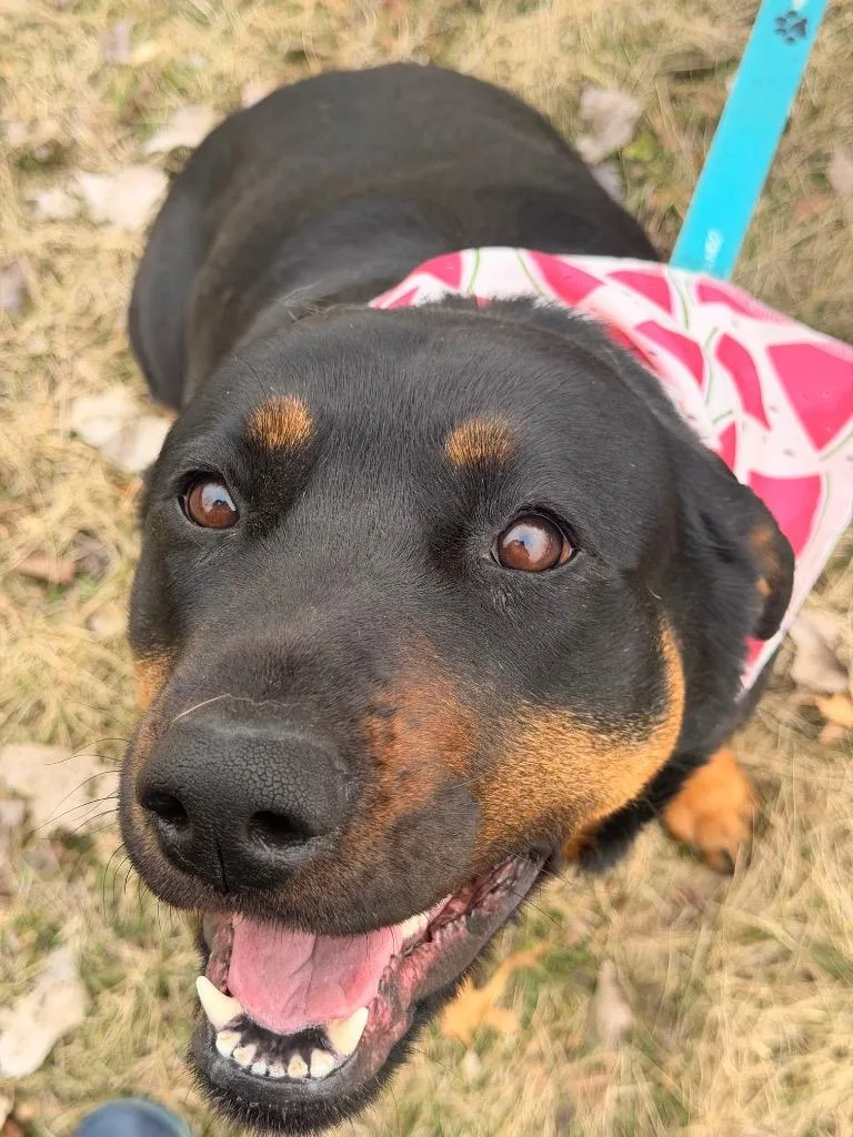 Sea Biscuit thumbnail 2