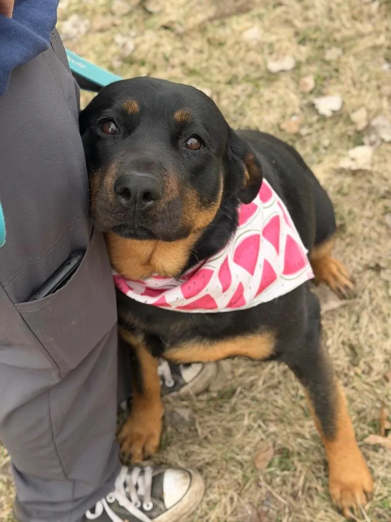 Sea Biscuit thumbnail 5