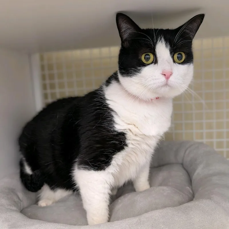 White Claw Aka "luna"