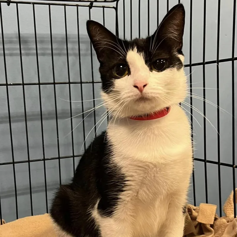 White Claw Aka "luna" thumbnail 2