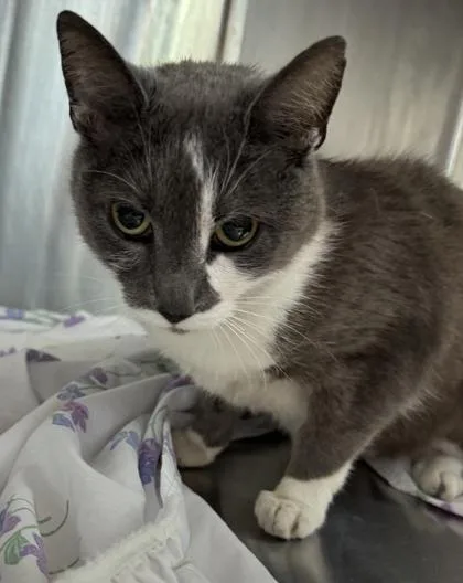 An adult medium-sized female Domestic Short Hair cat named Sophia for adoption in West Chester, PA