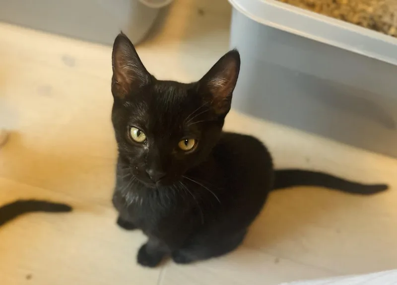 A baby small-sized female Black Domestic Short Hair cat named Stella Lindner for adoption in Chandler, AZ