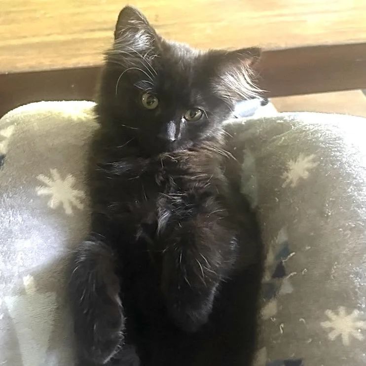 Miss Marcus