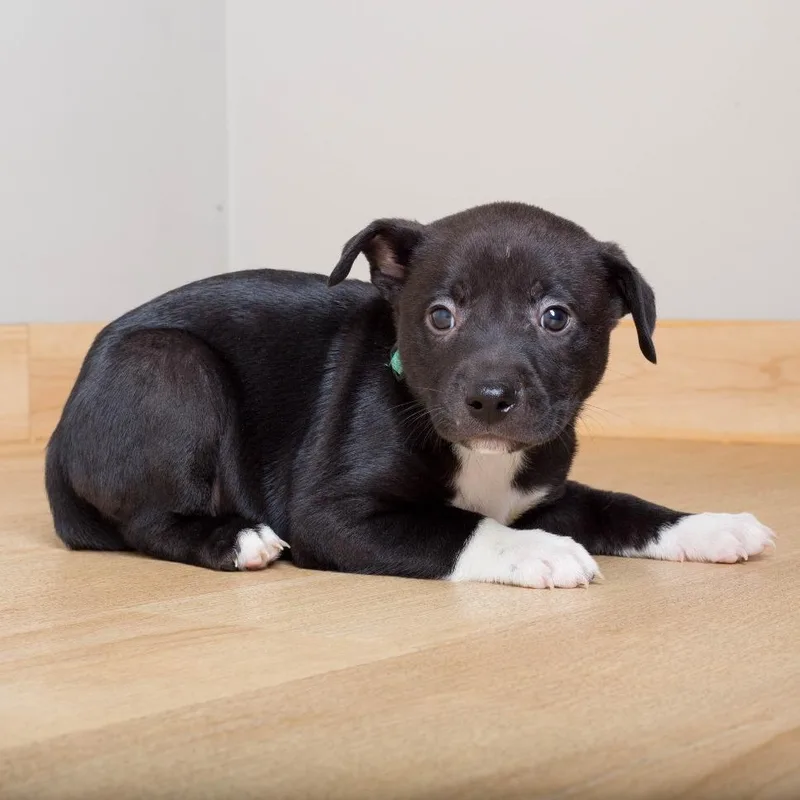 A baby small-sized male Labrador Retriever dog named Malcolm D for adoption in Minnetonka, MN