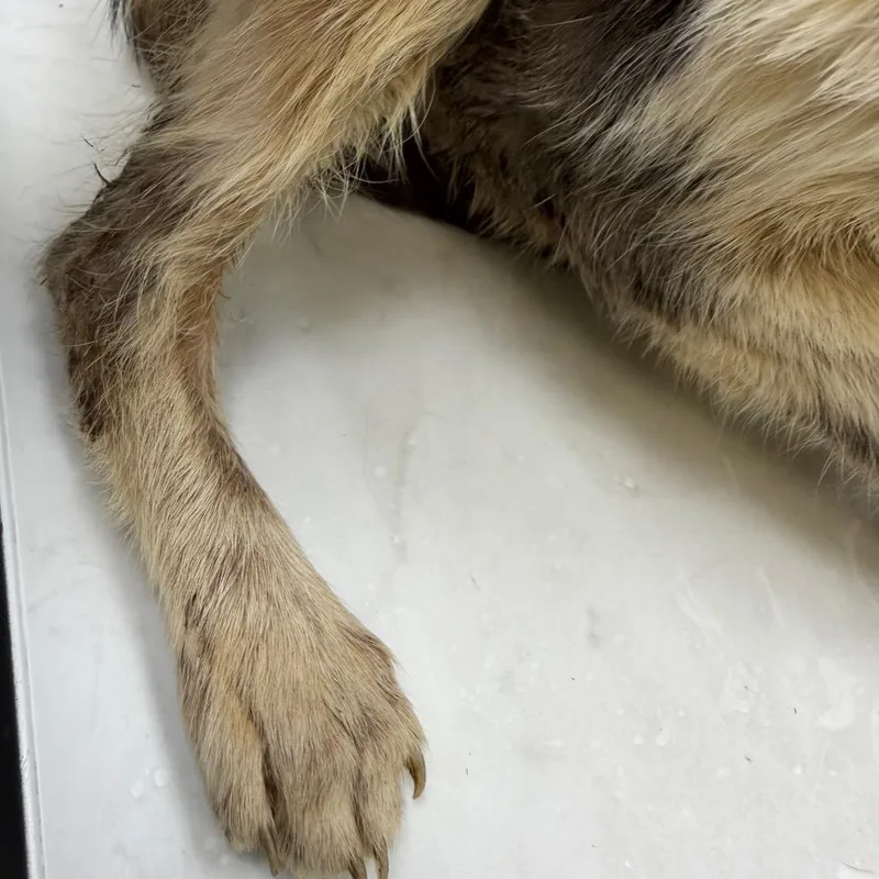 A young small-sized female Tortoiseshell Domestic Short Hair cat named Glory for adoption in Galveston, TX