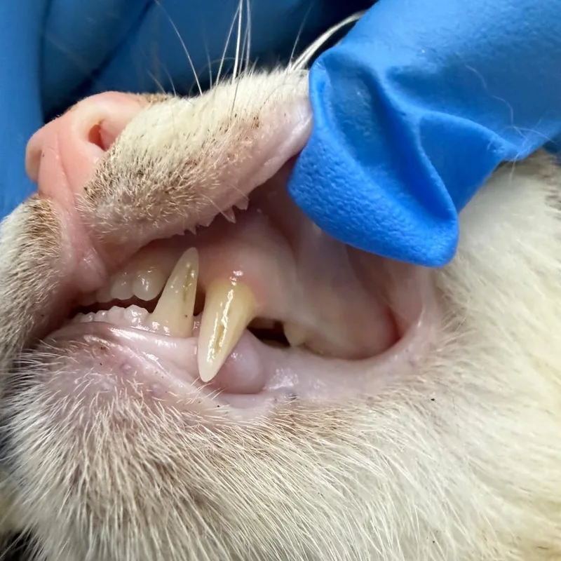 Glory thumbnail 6