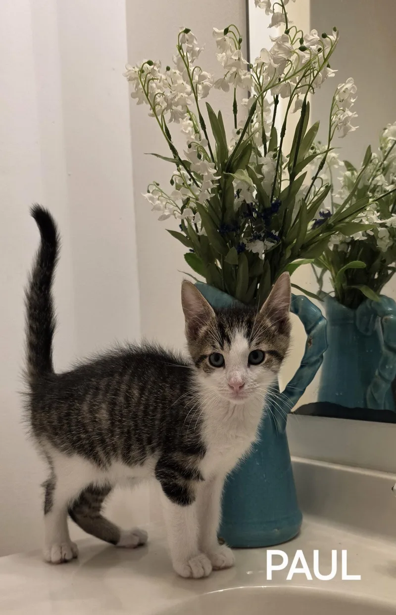 A baby small-sized male American Shorthair cat named Paul for adoption in Seven Valleys, PA