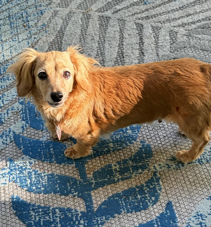 Stella In Tn thumbnail 2