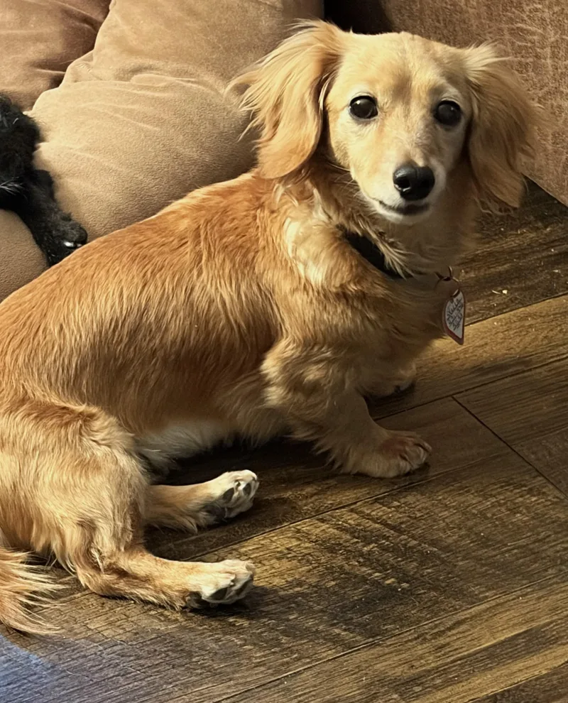 An adult small-sized female White / Cream Dachshund dog named Stella In Tn for adoption in Shelbyville, TN