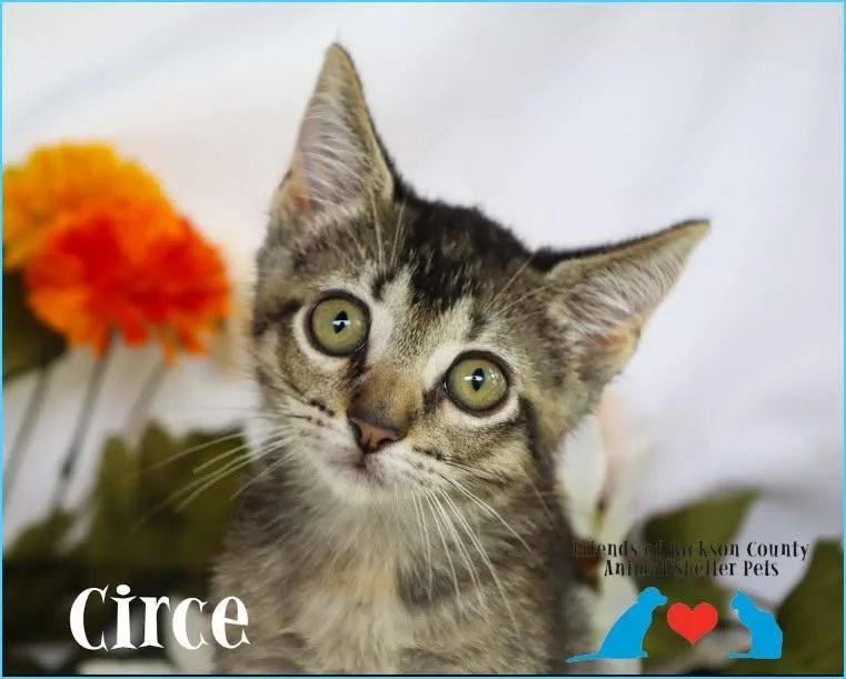 A baby small-sized female Tabby (Brown / Chocolate) Domestic Short Hair cat named Circe for adoption in Ocean Springs, MS