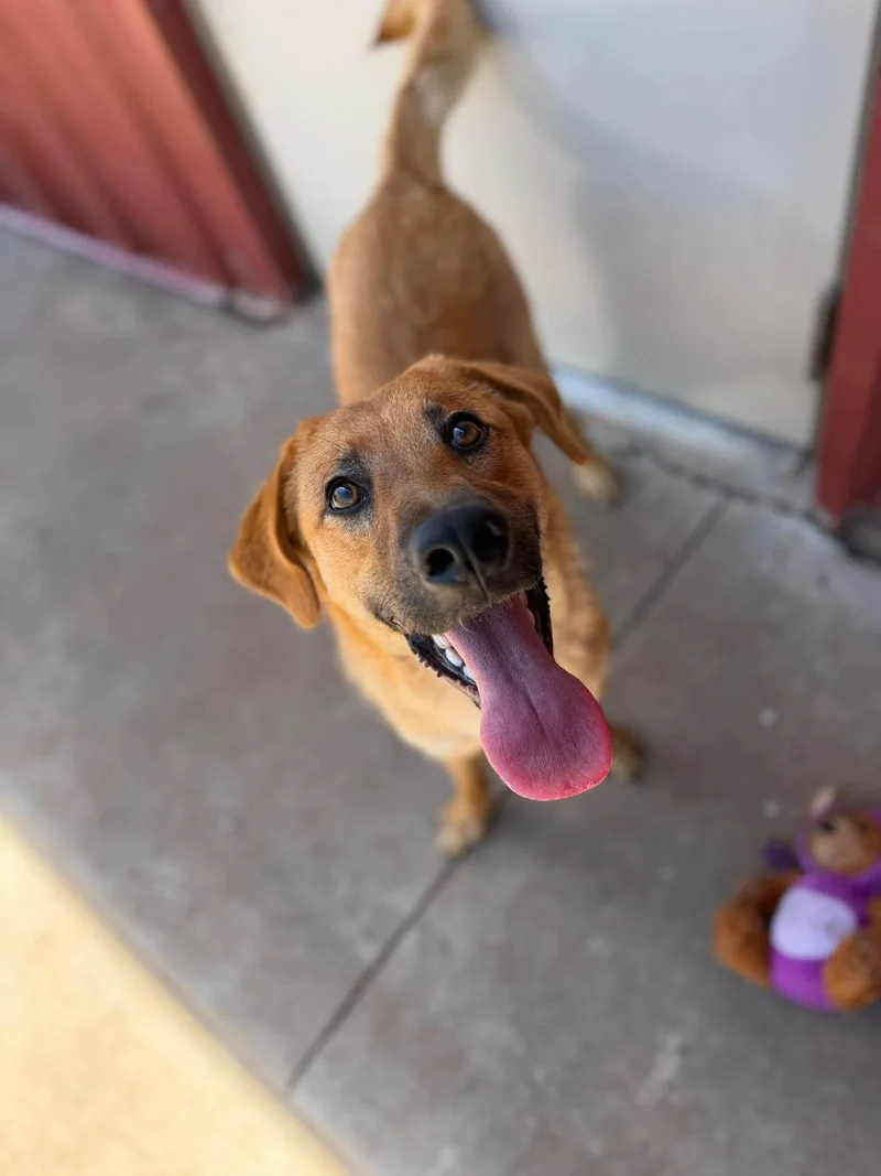 An adult medium-sized male Yellow / Tan / Blond / Fawn Golden Retriever dog named Doc for adoption in Chickasha, OK