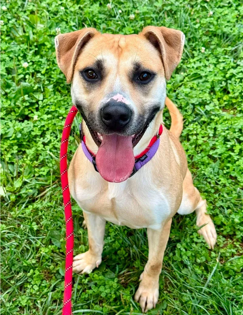 An adult large-sized female Pit Bull Terrier dog named Tina for adoption in Reisterstown, MD