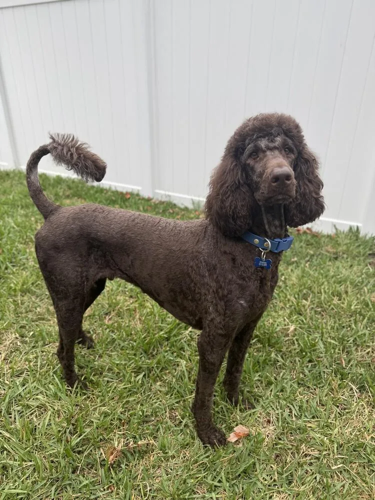 A young large-sized male Black Labradoodle dog named Romeo for adoption in Orlando, FL