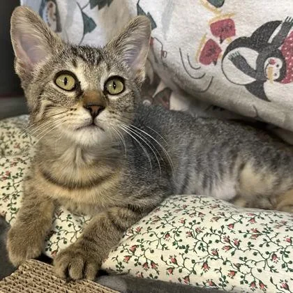 An adult small-sized female Domestic Short Hair cat named Auggie for adoption in Merriam, KS