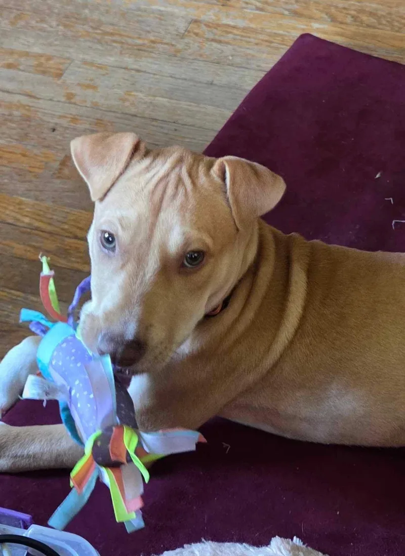 A young medium-sized female Red / Chestnut / Orange Pit Bull Terrier dog named Pistachio AKA Phoebe for adoption in Minneapolis, MN