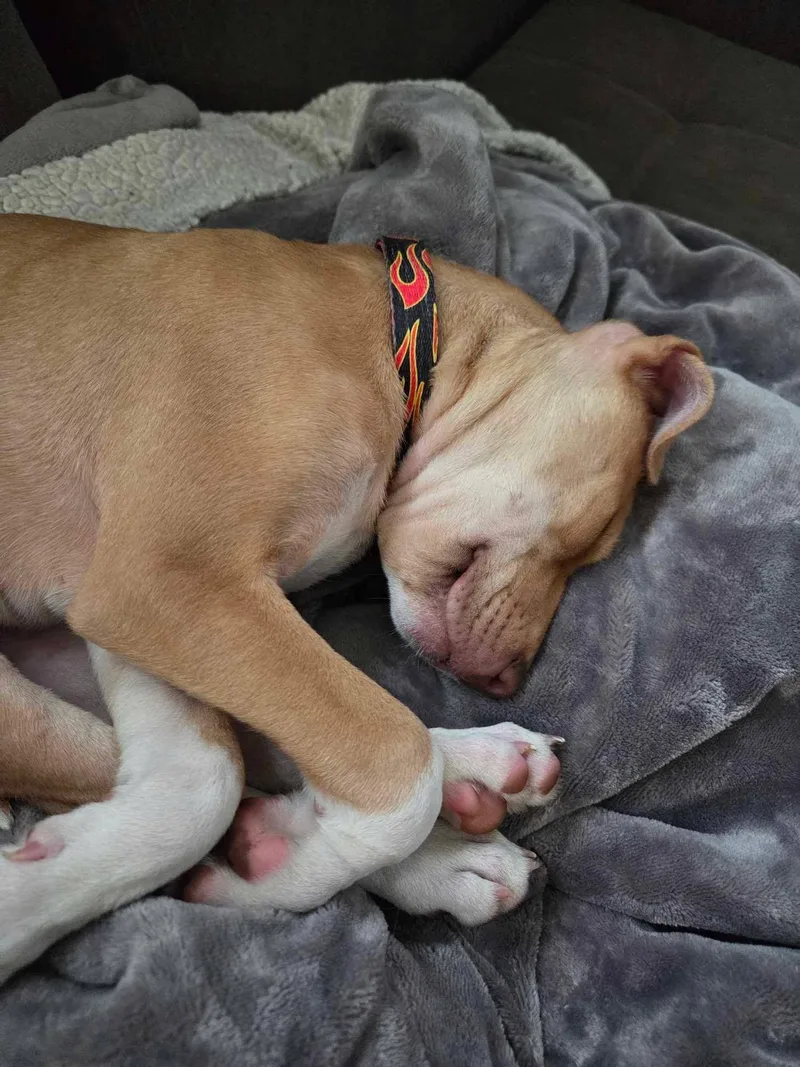 Pistachio AKA Phoebe thumbnail 3