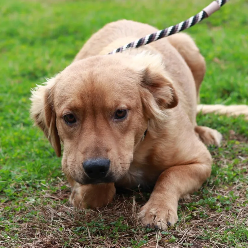 A young medium-sized male Golden Retriever dog named CT Cragheart for adoption in Eastford, CT