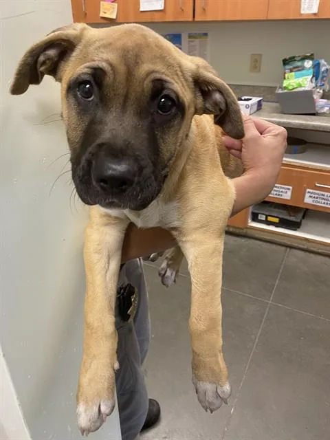 A baby small-sized female Mastiff dog named Azreal for adoption in Santa Cruz, CA