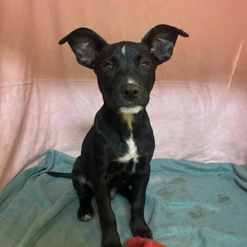 A baby medium-sized female Black Mixed Breed dog named Bonnie for adoption in Jefferson city, TN